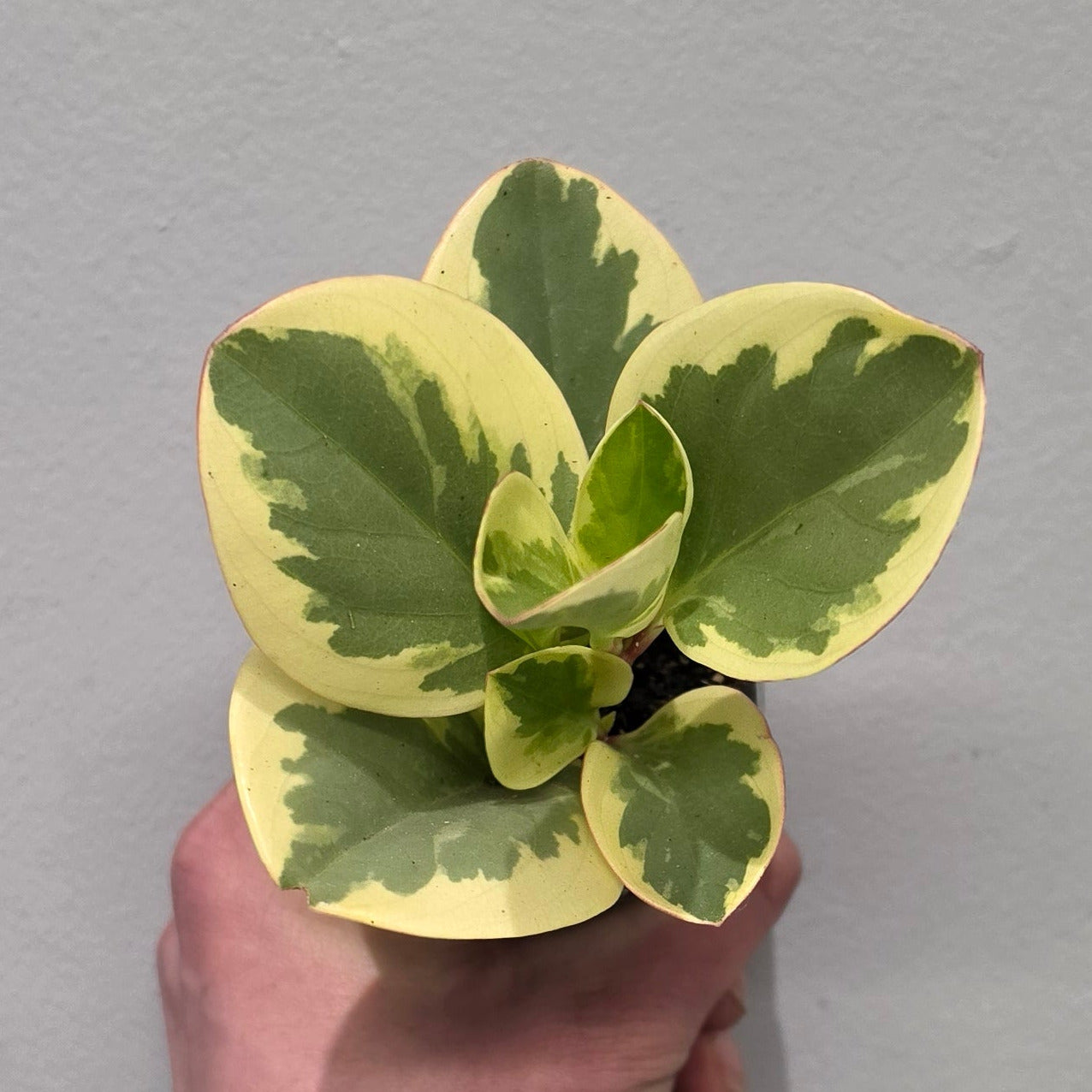 Mini Peperomia Obtusifolia Bicolor
