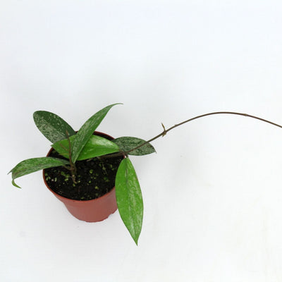 Hoya Pubicalyx Pink Silver - Pick Date 22nd
