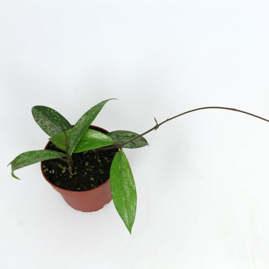 Hoya Pubicalyx Pink Silver - Pick Date 22nd