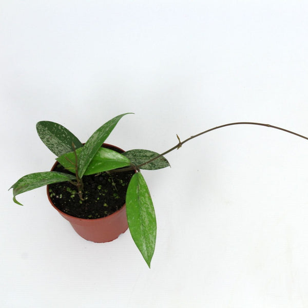 Hoya Pubicalyx Pink Silver