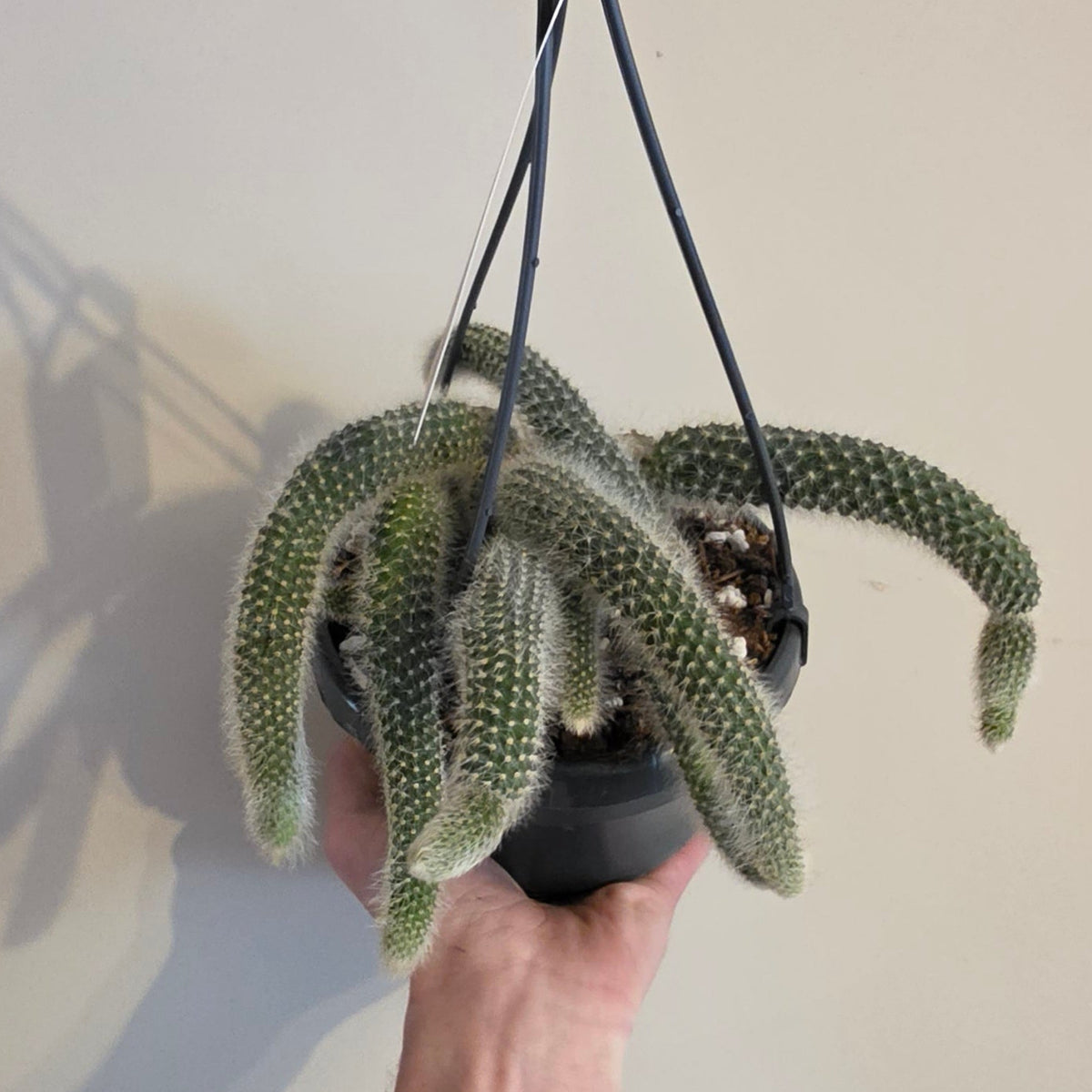 Hanging Hildewintera Colademononis "Monkey Tail Cactus"