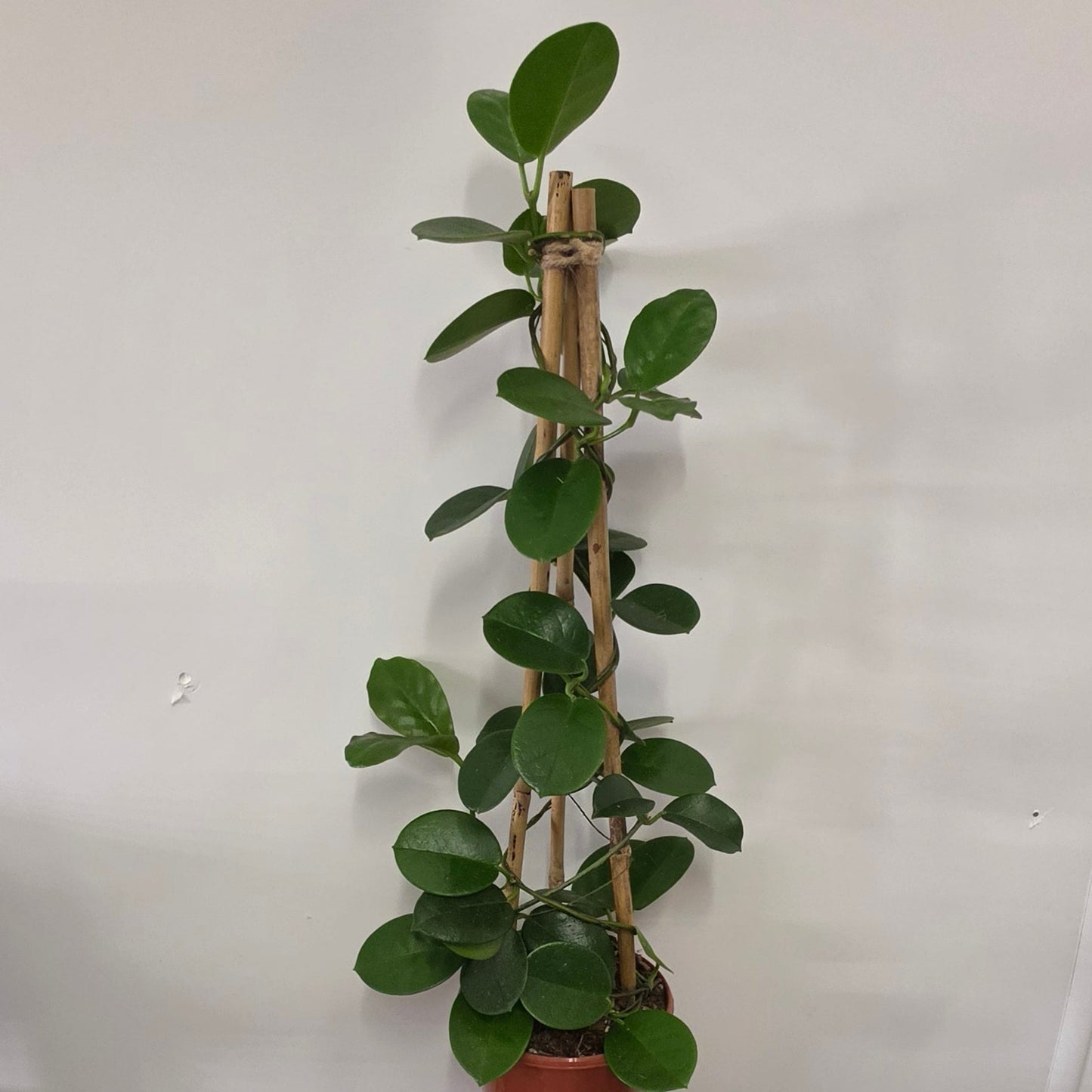 Hoyas On Trellis