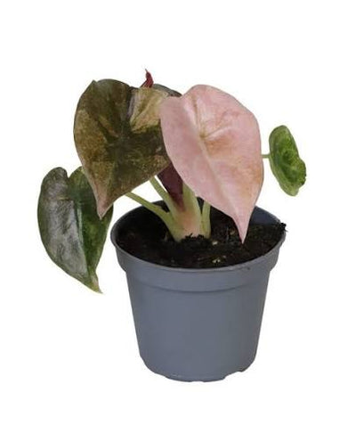 Alocasia Cuprea 'Red Secret' Pink Variegated - Pick Date 27th