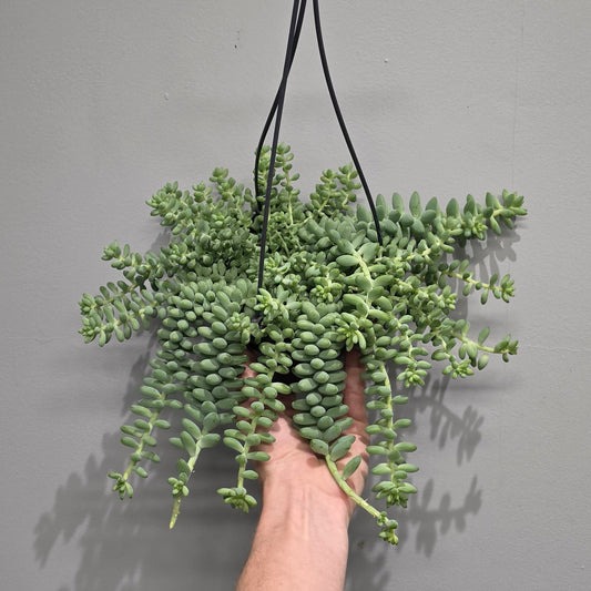 Hanging Sedum Burrito