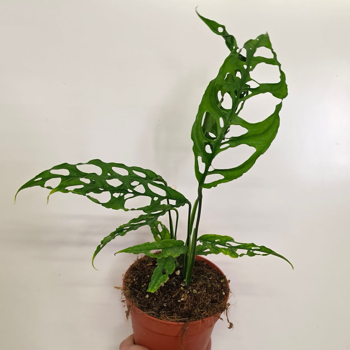 Monstera Obliqua Peru