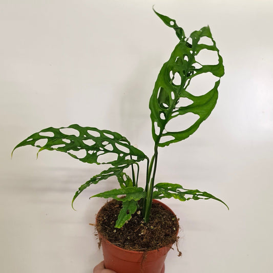Monstera Obliqua Peru