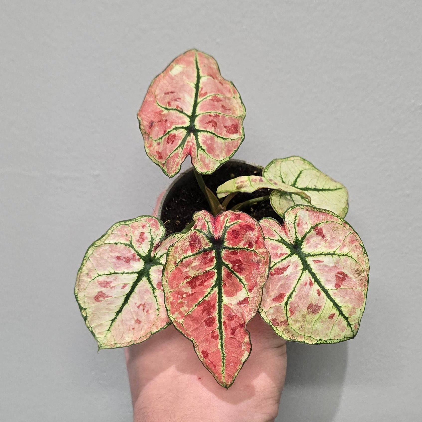 Mini Caladium Mix - Compact Colourful Heart Leaf Caladium Collection ...