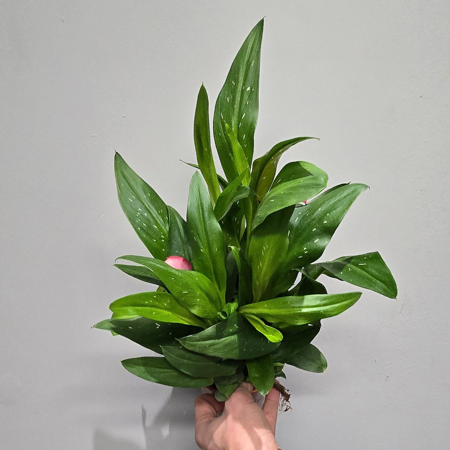 Calla Lily Zantedeschia