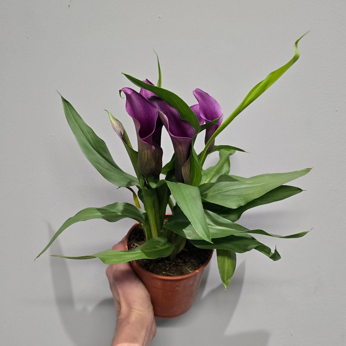 Calla Lily Zantedeschia