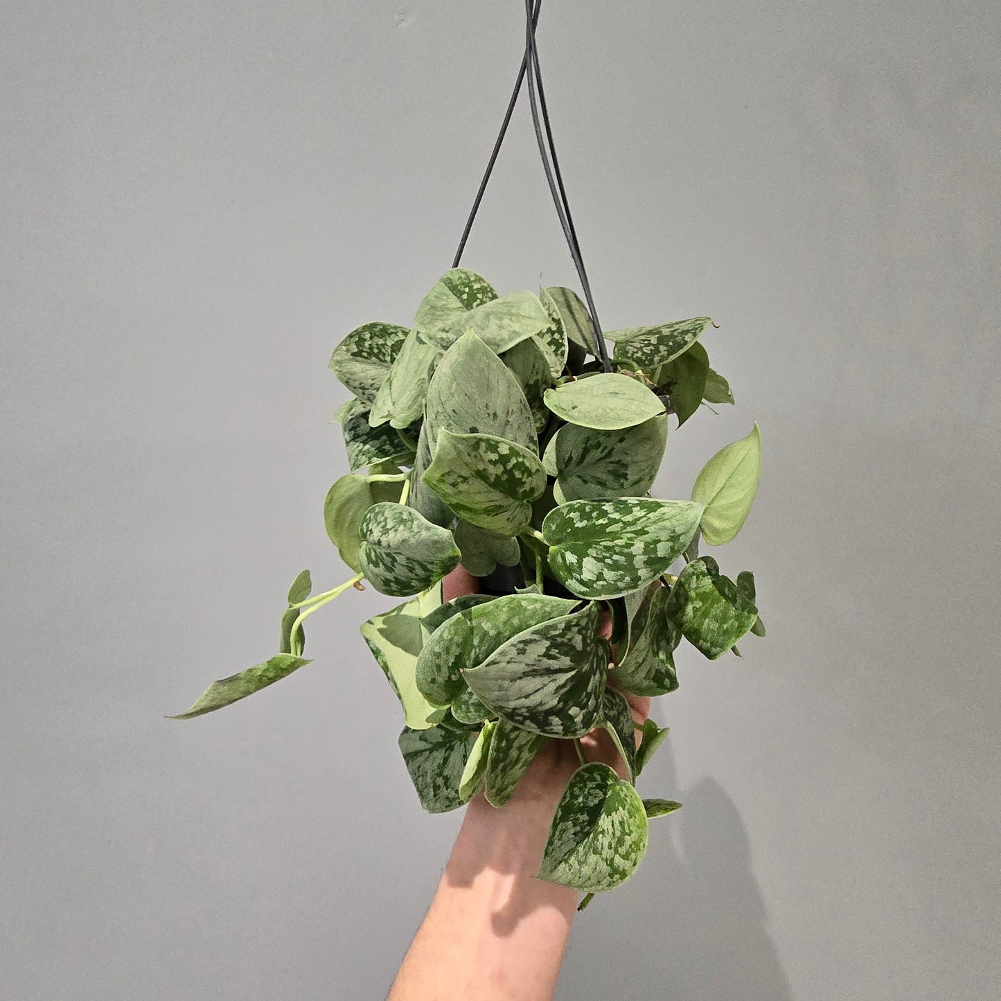 Hanging - Scindapsus Pictus Silvery Ann