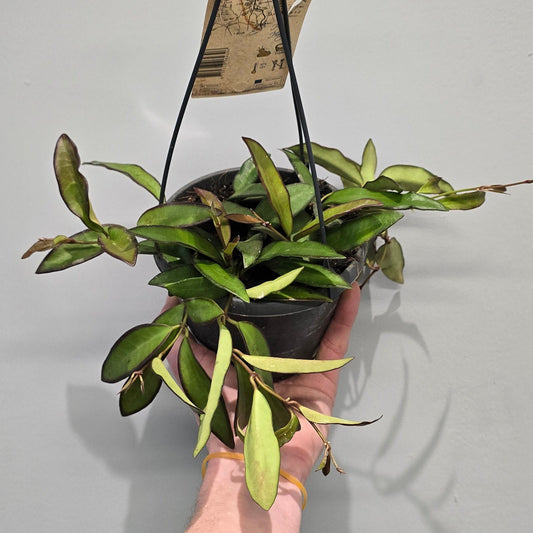 Hanging Hoya Rosita