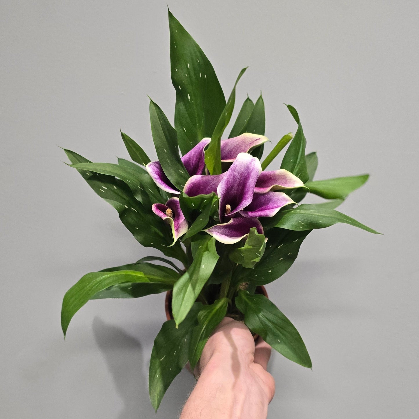Calla Lily Zantedeschia