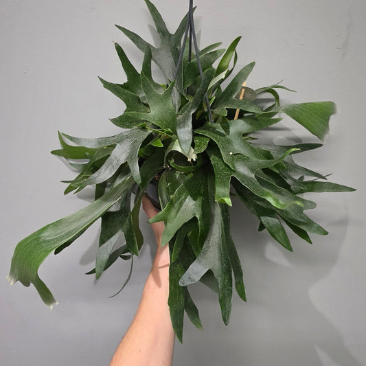 Hanging Platycerium Bifurcatum "Staghorn Fern"