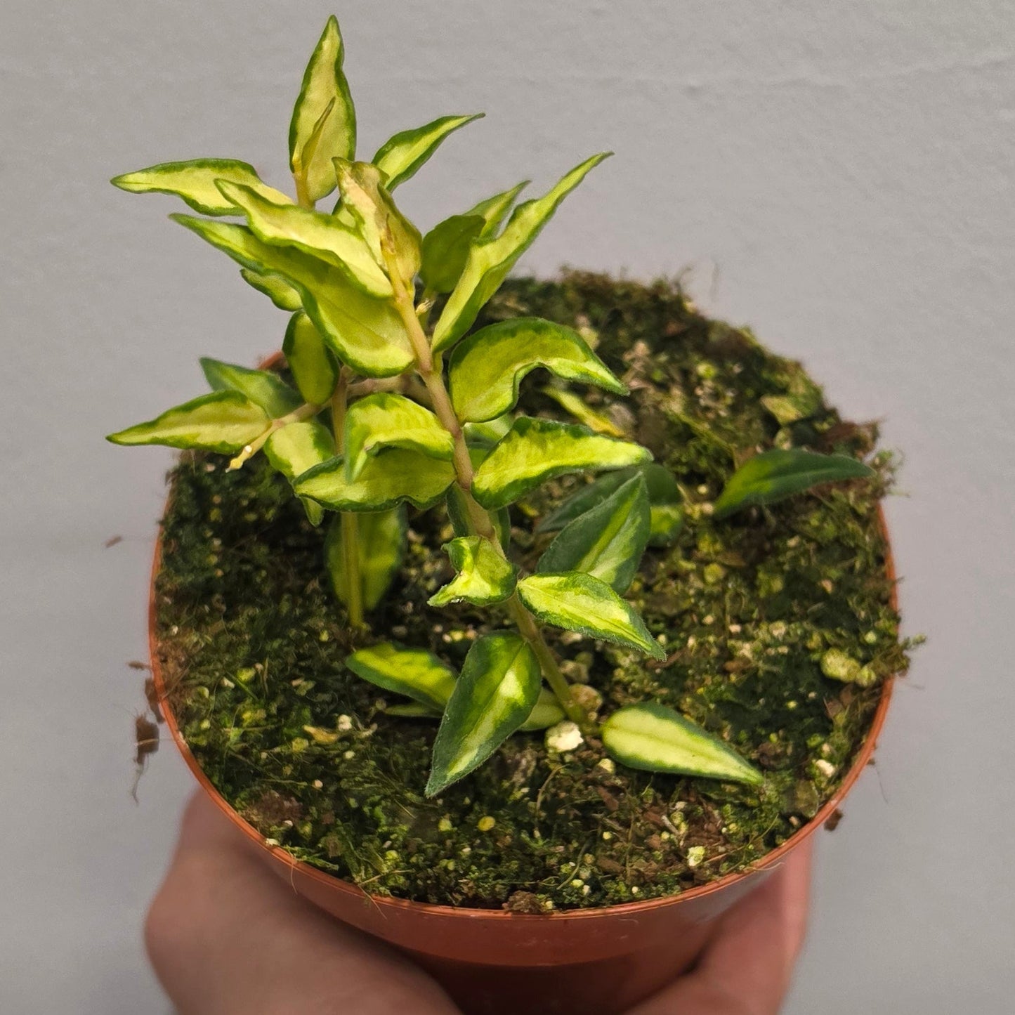Hoya Bella "Lida Buis"