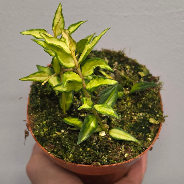 Hoya Bella "Lida Buis"