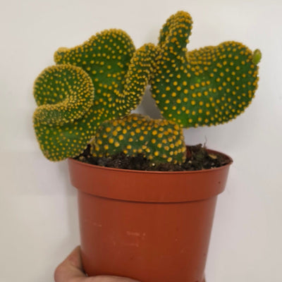 Opuntia Cristata
