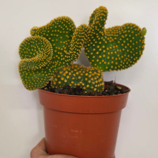 Opuntia Cristata