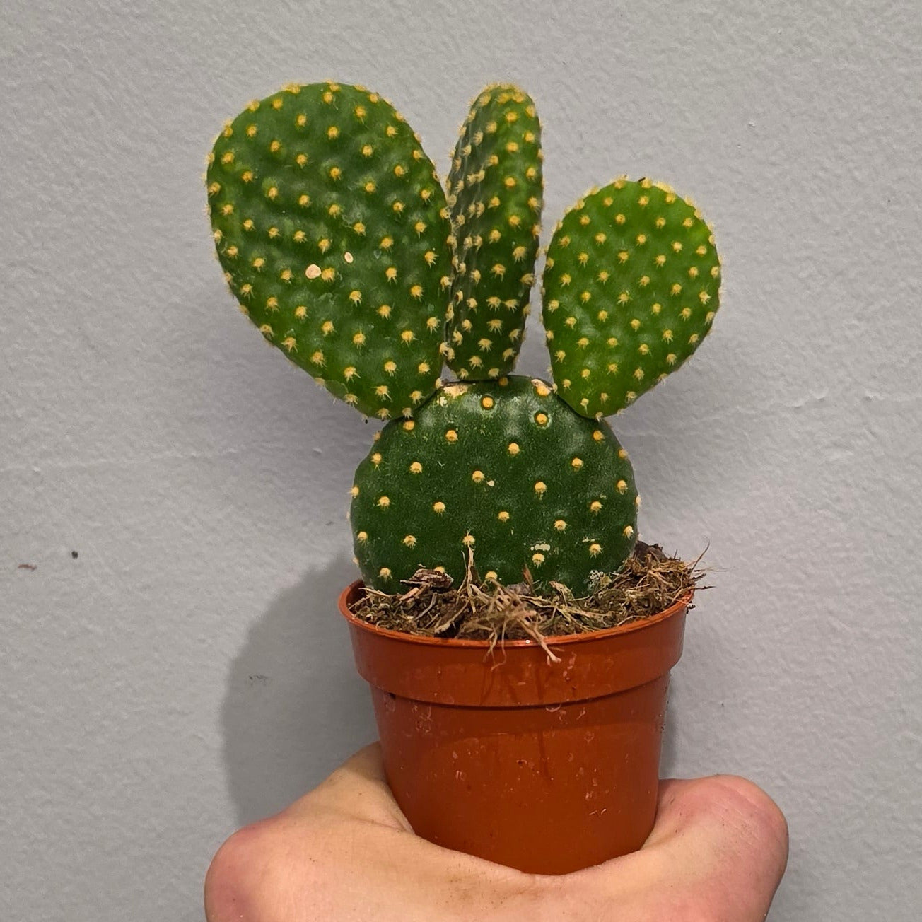 Mini - Opuntia Mixed