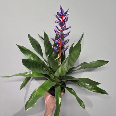 Aechmea Blue Rain