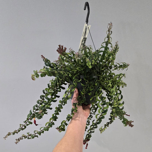 Hanging - Aeschynanthus Lipstick "Twister"