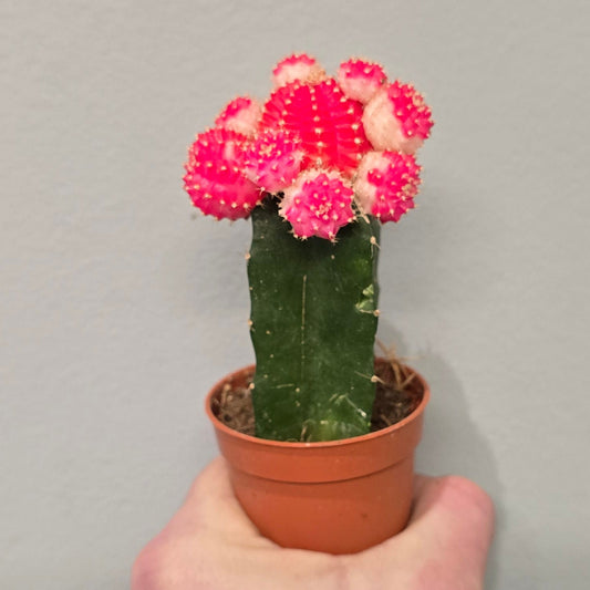 Mini - Gymnocalycium Mihanovichii Cactus