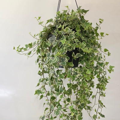 XL Hanging Hedera 'White Wonder' Ivy