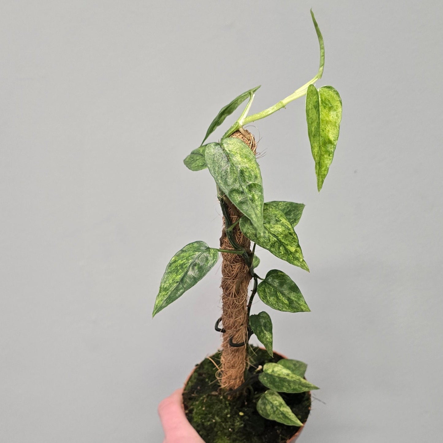 Epipremnum Pinnatum Yellow Mint Variegated