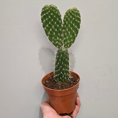 Opuntia Macrocalyx