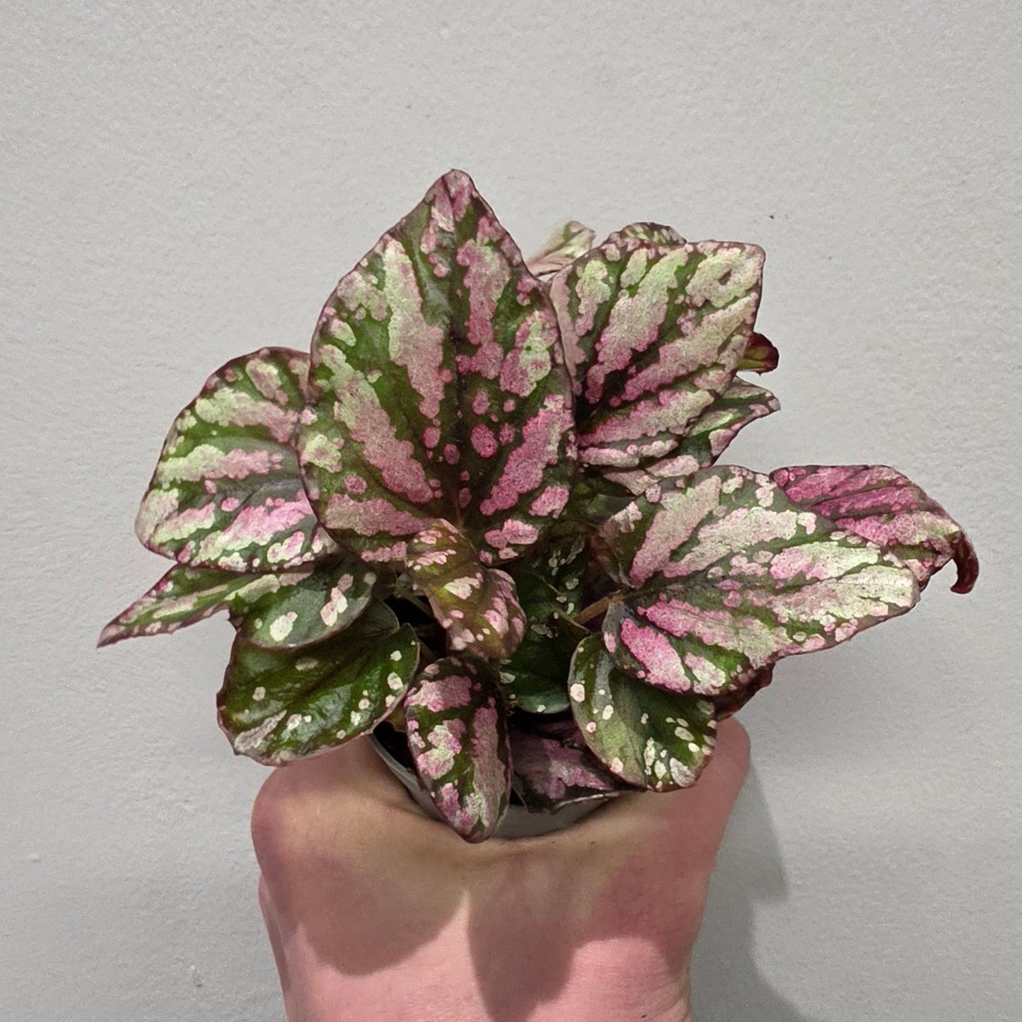 Mini Begonia Rex Hugh McLauchlan