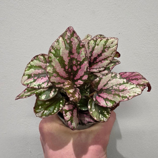 Mini Begonia Rex Hugh McLauchlan
