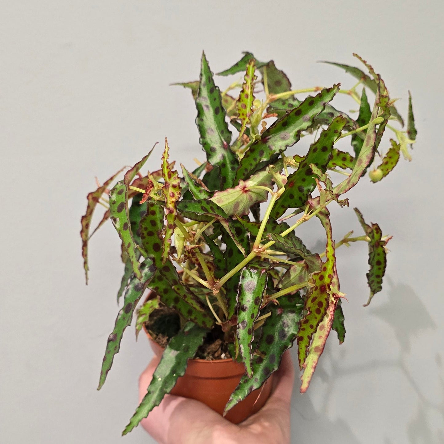 Begonia Amphioxis