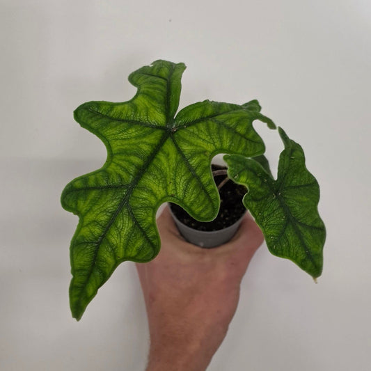 Mini Alocasia Jacklyn