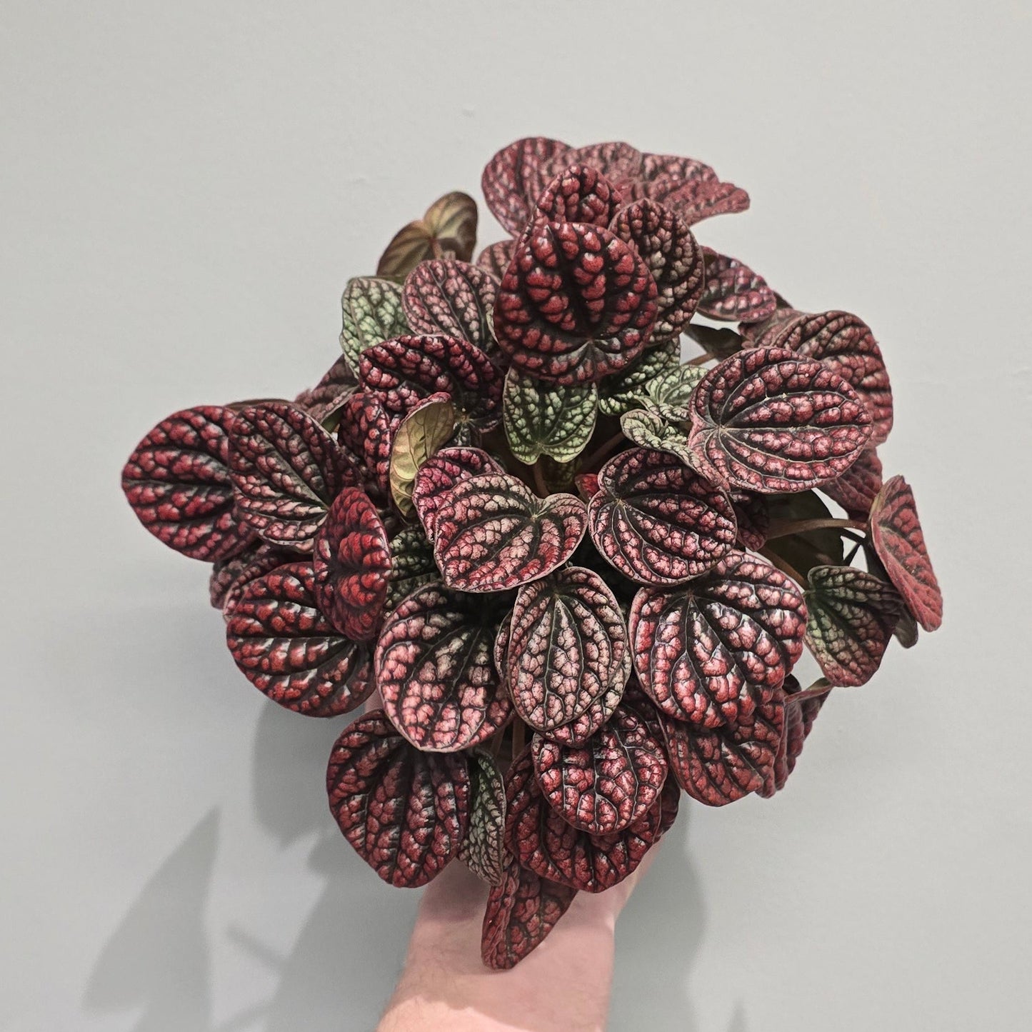 Peperomia Lucinda