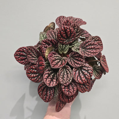 Peperomia Lucinda