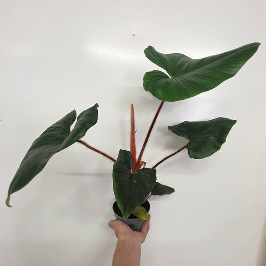 Philodendron Squamiferum x Serpens