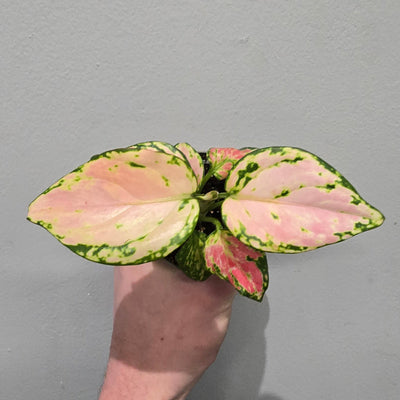 Mini Aglaonema Rich Red