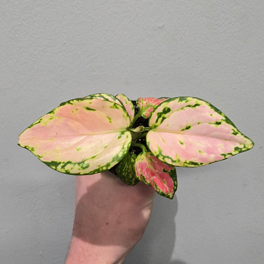 Mini Aglaonema Rich Red