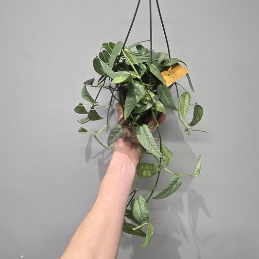 Hanging - Epipremnum Cebu Blue