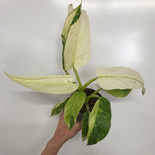 Philodendron Jose Buono