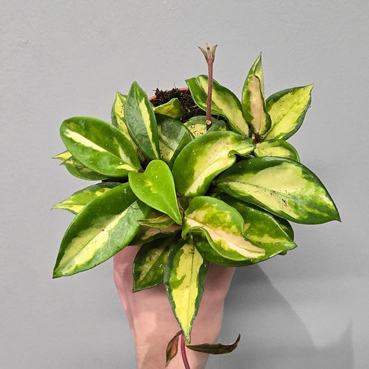 Hoya Carnosa 'Tricolor'