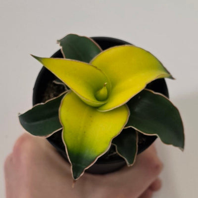Sansevieria Star Canary 9cm