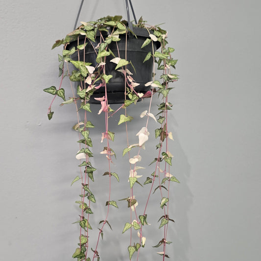 Hanging Ceropegia Linearis 'Luuk'