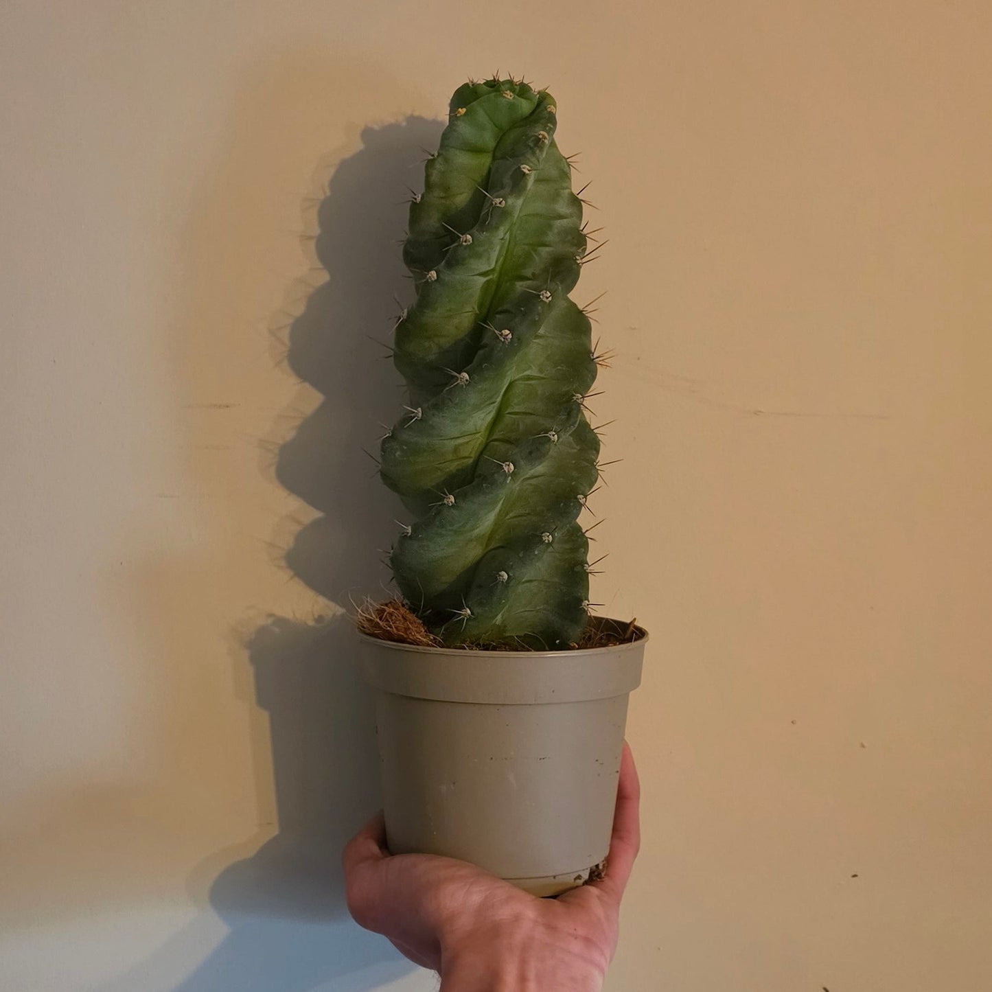 Cereus Forbesii Spiralis Cactus