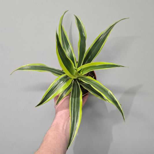 Dracaena Lemon Lime