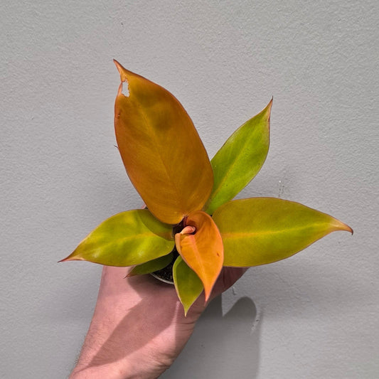 Mini Philodendron Prince of Orange