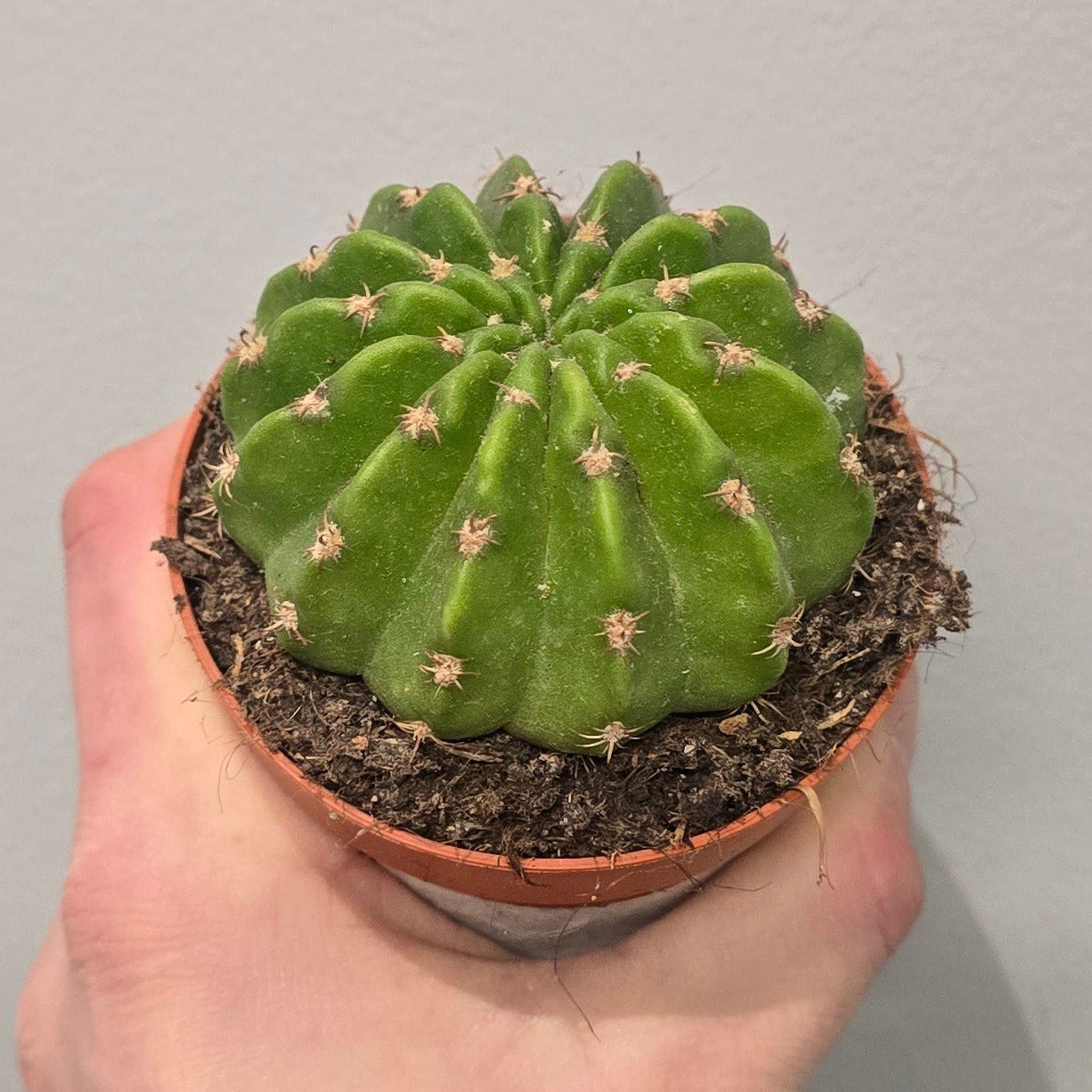 Small Cactus - Mixed