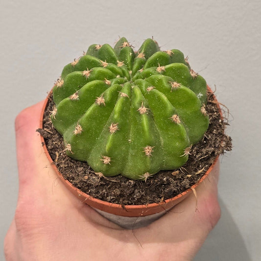 Small Cactus - Mixed