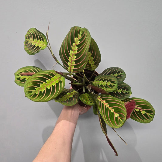 Maranta Fascinator