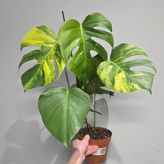 Monstera Deliciosa Aurea