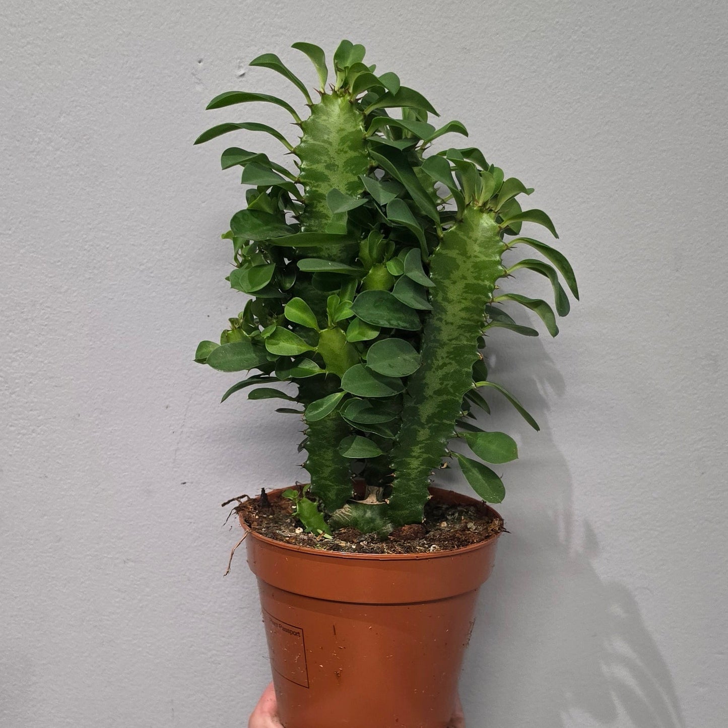 Euphorbia Trigona